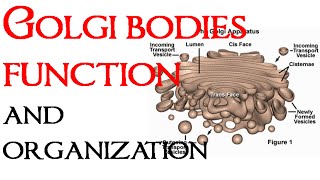 Golgi bodies function and organization [upl. by Nalid]