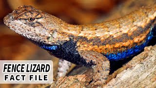 Fence Lizard Facts the BLUE BELLY Lizard 🦎  Animal Fact Files [upl. by Erv]