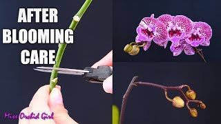 Orchid Care for Beginners  What to do after Phalaenopsis blooms fall Cutting spike amp aftercare [upl. by Tuneberg262]