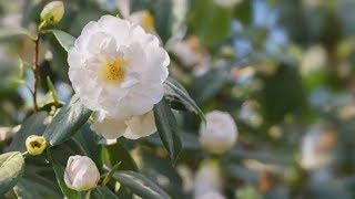 How to Grow Camellias  Mitre 10 Easy As Garden [upl. by Caitrin861]