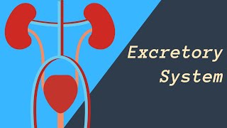 Excretory System  Kidneys Skin and Lungs eliminating waste [upl. by Aleuqahs]