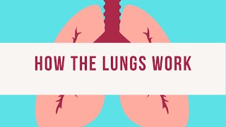 Breathing process in humans [upl. by Heyes]