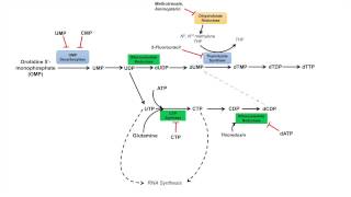 Pyrimidine Synthesis and Salvage Pathway [upl. by Kally12]