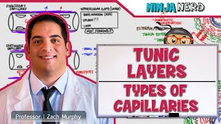 Cardiovascular  Tunic Layers amp Types of Capillaries [upl. by Alasdair]