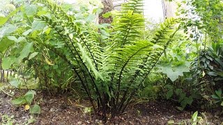 Fern  Dryopteris Wallichiana  cutting back old fronds [upl. by Blunk]