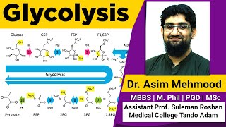 Glycolysis  Hindi  Urdu [upl. by Lurie743]