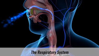 The Human Respiratory System Explained [upl. by Racklin312]