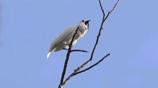 White bellbirds produce loudest bird call ever recorded [upl. by Nnairac]