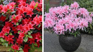 How to Plant Dwarf Rhododendrons Spring Garden Guide [upl. by Malchy]