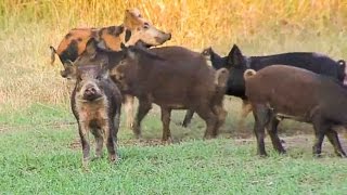 Wild Boar Hog Hunting with Crossbow in Oklahoma  Outdoor Secrets 2015 Show 12 [upl. by Mendive]