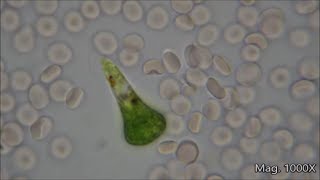 Comparing Microorganism Size Under the Microscope [upl. by Madonia254]