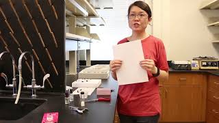 How to Preserve Insect Specimens Pinning Pointing and Storing in Alcohol Liu Yang [upl. by Yekcim]