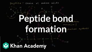 Peptide bond formation  Macromolecules  Biology  Khan Academy [upl. by Kajdan]