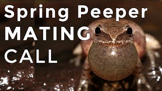 Spring Peepers  Sounds and Calls  1 Hour Uninterrupted [upl. by Costello]