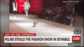 Cat Steals Fashion Runway [upl. by Allain]