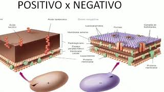 Aula 03 Microbiologia  Bactérias 2 [upl. by Atsirhcal27]