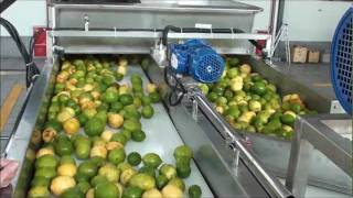 Lemon oil and juice extraction wmv [upl. by Lizzy980]