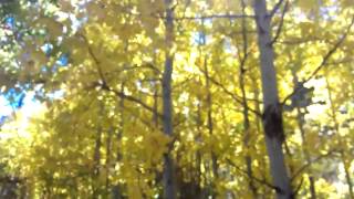 Quaking Aspen trees [upl. by Yseulta869]