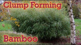 The Best Clump Forming Bamboo You Can Grow  Fargesia Guide [upl. by Neelloc]