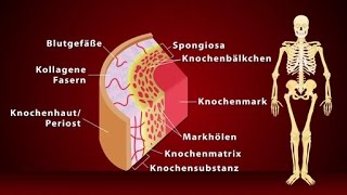 Knochen  Schulfilm Biologie [upl. by Anatak]