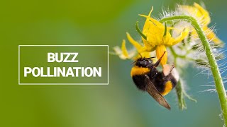 Buzz Pollination [upl. by Bottali]