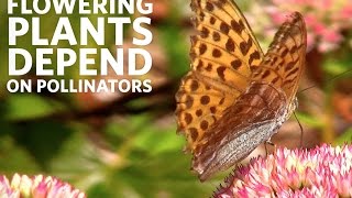 Why Protect Pollinators  California Academy of Sciences [upl. by Huntley]