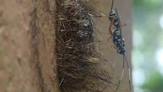 Parasitic wasp laying eggs in the pupa of a moth [upl. by Lynden]