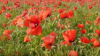 Spring Offensive  WW1 poetry by Wilfred Owen [upl. by Teik]