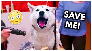 Dramatic Husky has MELTDOWN at Groomers headphone warning [upl. by Edialeda370]