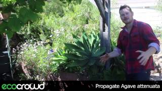 How to Propagate Agave attenuata [upl. by Ilatfen57]