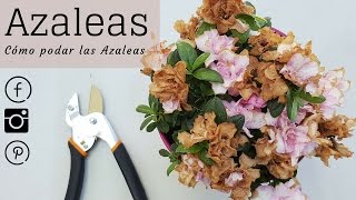 Cómo podar las Azaleas [upl. by Esmaria167]