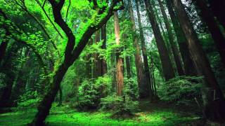 Peru Amazon Ayahuasca Shamanic Songs [upl. by Shing]