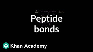 Peptide bonds Formation and cleavage  Chemical processes  MCAT  Khan Academy [upl. by Curzon623]