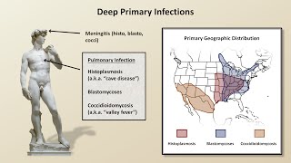 An Overview of Fungal Infections Fungal Infections  Lesson 2 [upl. by Osbourne]