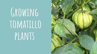 Growing tomatillo plants [upl. by Arob87]