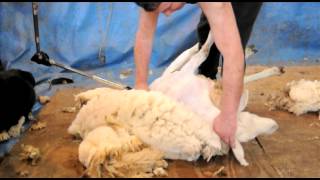 Sheep Shearing Demonstration [upl. by Eardnoed]