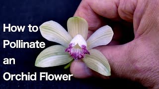 Orchid Flower Structure and How to Pollinate an Orchid Flower [upl. by Mozart]