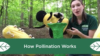 How Pollination Works [upl. by Herve]