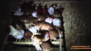 Chickens sleeping  How chickens roost at night [upl. by Wynn]