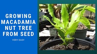 Growing Macadamia Nut Tree from Seed Super Easy [upl. by Anilorac688]