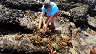 COASTAL FORAGING  MY BIGGEST EVER HAND CAUGHT BLUE LOBSTER SPIDER CRABS AND PRIME SUMMER PRAWNS [upl. by Krein]