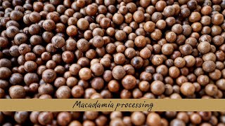 Watch the macadamia nut processing journey [upl. by Lionello]