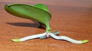 How to Grow Orchids from Stem Cuttings [upl. by Haeli]