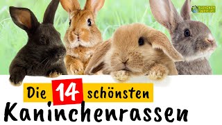 Die 14 schönsten Kaninchenrassen [upl. by Enniroc558]