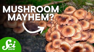 10 Incredible Facts About Mushrooms You Wont Believe [upl. by Bartram604]