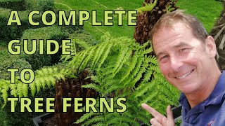 Tree Ferns Dicksonia Antarctica Complete Guide [upl. by Photina]