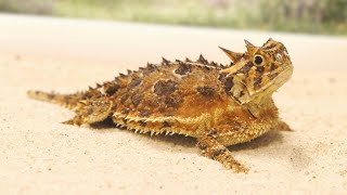 The Texas Horned Lizard [upl. by Gran960]