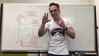 Mucosa  Gastrointestinal Tract Histology [upl. by Soma]