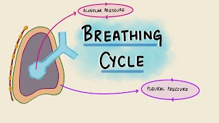 Basic Breathing Exercises  Fear of Water [upl. by Eralc537]