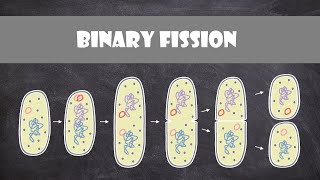 Binary Fission  Cell Biology [upl. by Gish]